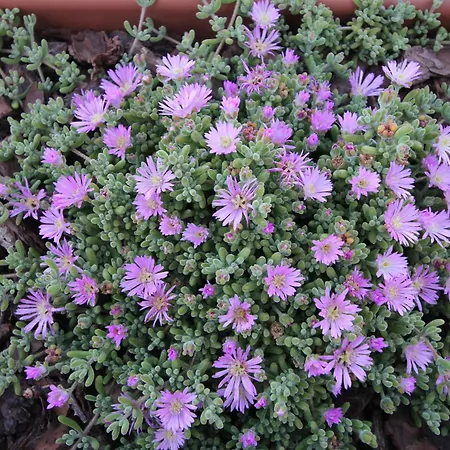 Imperador Hotel Lissabon